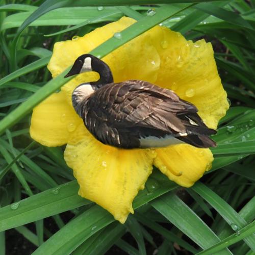 Goose Flower