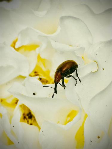 Weevil Weevil Rock You!