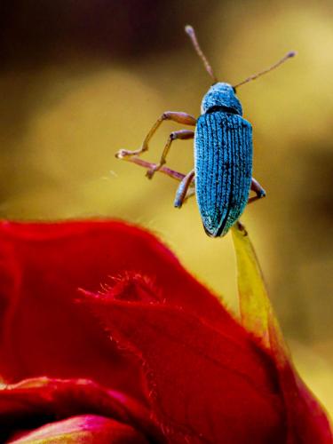3rd Place: <br>Weevil Knievel