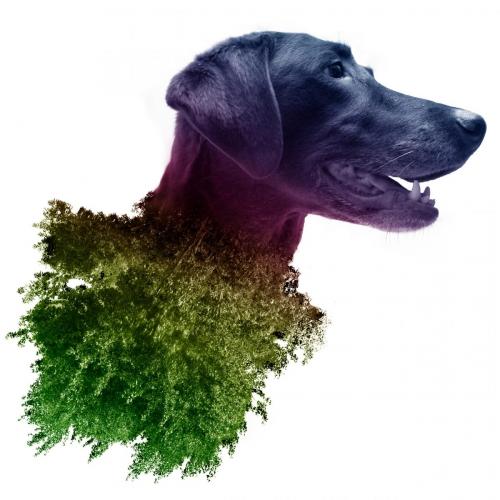 2nd Place: <br>+ Best Execution Badge <br>Eyeing-a-TREE-t