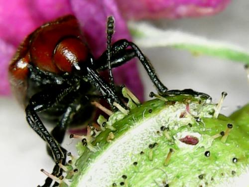 Yummy Nectar