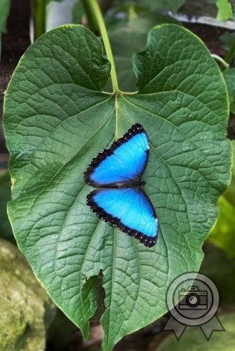 2nd Place: <br>+ Best Execution Badge <br>Blue Morpho