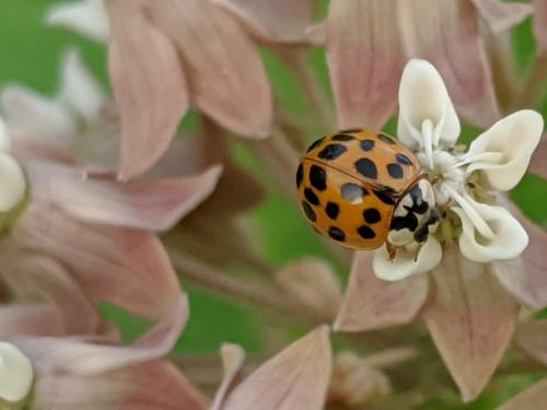 Ladybug on Milkweed