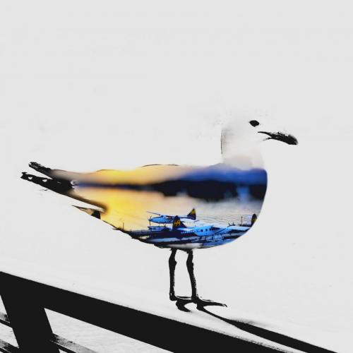 3rd Place: <br>Gull Wing Air