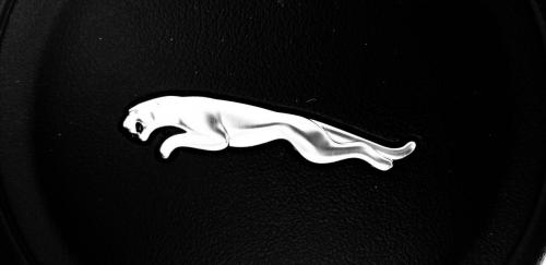 White Jag