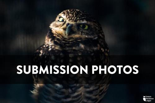 SubmissionOWL