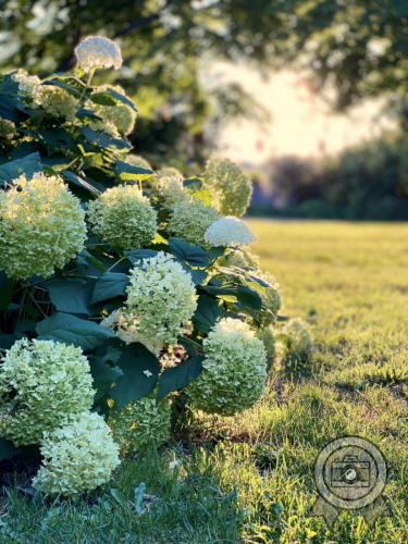 3rd Place: <br>+ Best Executed Badge <br>Hydrangea