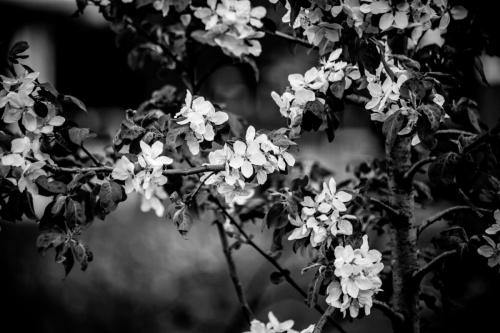 2nd/3rd Place: <br><br>BW Flowers