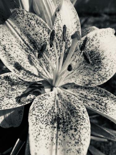 Lucious Lily