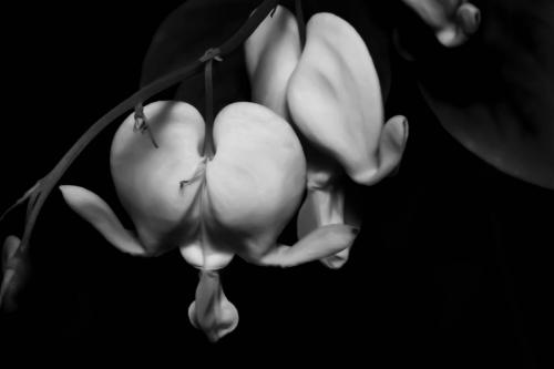 Shining Love in a Dark World