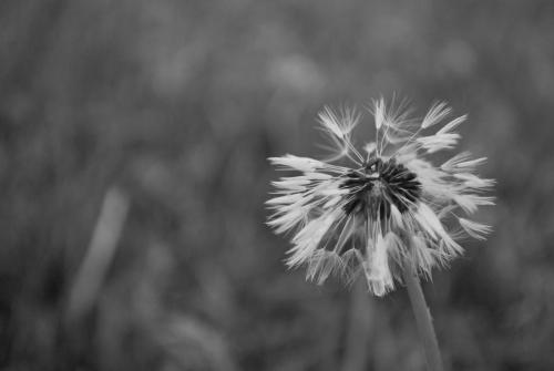 2nd/3rd Place: <br><br>Single Dandelion Puff