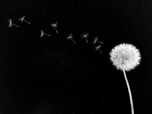 Week 1: B/W Flowers