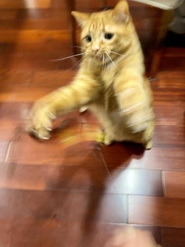 2nd/3rd Place:<br><br>DancingCat